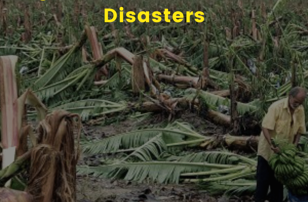 Agriculture at Risk from Disasters